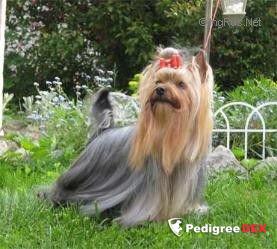 RIGAIR CHARMING MELODY — Labaza DogPedigree YorkshireTerrier